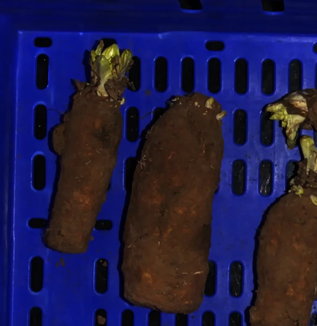 endives_picking