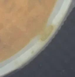 scellage_fuite